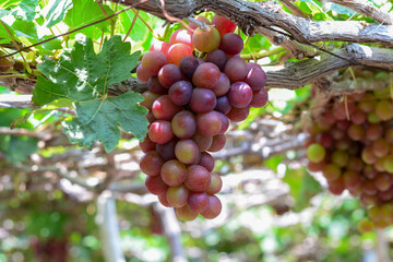 Grape clusters on a vine in a farm