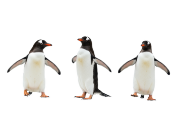 Three hyperdetailed gentoo penguins (orange bills, white bonnets) in dynamic and humorous poses, isolated on a transparent studio background under high-key lighting. Concept of quirky animal