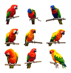 Vibrant Parrots Displaying Bright Plumage in Tropical Art Setting, Isolated on Transparent Background