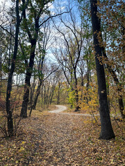 Obraz premium Forest path in autumn with colorful leaves and tall trees.