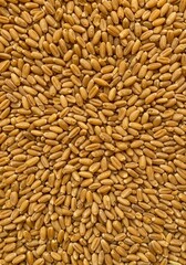 Overhead view of scattered golden wheat kernels providing texture around a large central negative space ideal for copy and design elements, top view, seeds, healthy