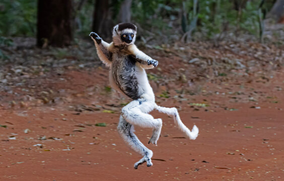 Verreaux's sifaka