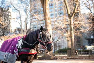 Upward street level view of modern Manhattan skyscrapers near Central Park under a clear blue sky emphasizing bold urban architecture