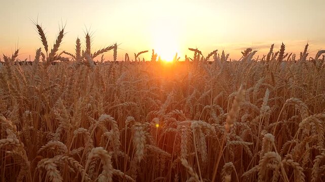 Sunset and dawn in wheat field. Sunrise or sundown on horizon above field of growing ears of wheat on summer evening. Shining sun in sky and field with spikes of ripe wheat. Agricultural landscape