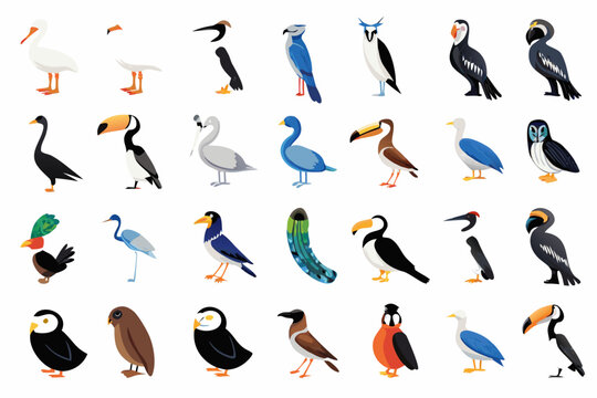 a collection of various bird species illustrated in a grid