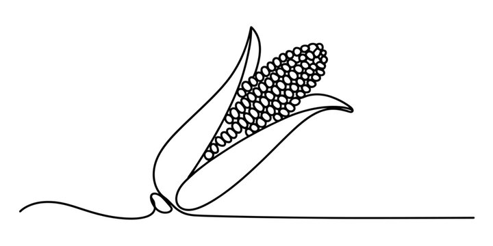 Minimalist continuous line drawing of an ear of corn on the cob with husk Vector, illustration