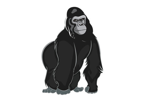 Sloth Vector Imag 
