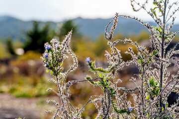 Close-up photo of blue Echium vulgare (Echium vulgare) flowers in bloom during autumn