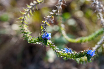 Close-up photo of blue Echium vulgare (Echium vulgare) flowers in bloom during autumn