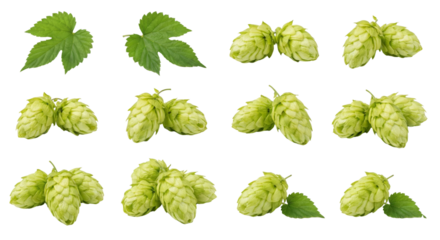 Fresh Green Hops Cones and Leaves Isolated on White Background
