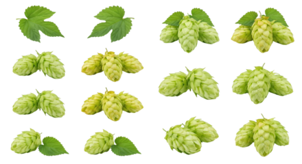 Fresh Hop Cones and Leaves Collection Isolated on White Background