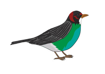 Bird Gouldian Finch Vector Image  
