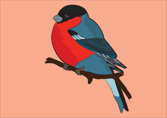 Bullfinch Bird Vector Image  
