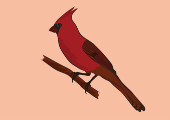 Northern Cardinal  Vector Image  
