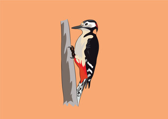 Woodpecker Bird Vector Image 
