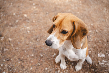 Beagle dog outdoors in natural environment