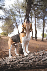Beagle dog howling outdoors in natural environment