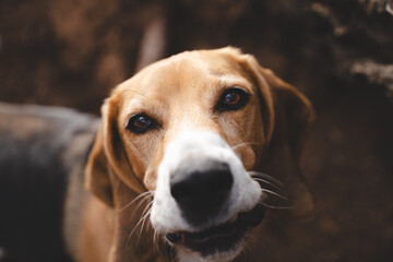 Beagle dog outdoors in natural environment