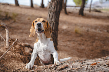 Beagle dog howling outdoors in natural environment