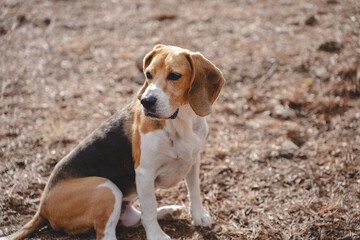 Beagle dog outdoors in natural environment