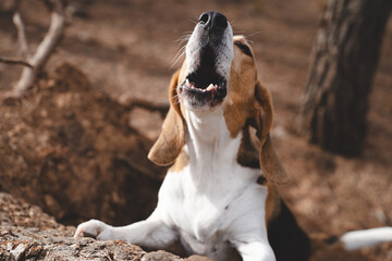Beagle dog howling outdoors in natural environment