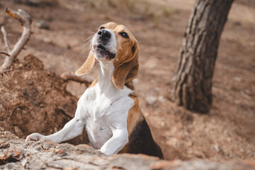Beagle dog howling outdoors