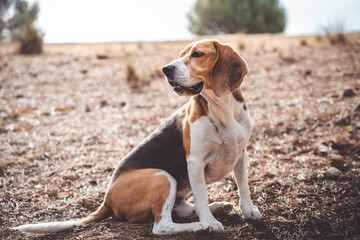 Beagle dog outdoors in natural environment