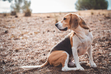 Beagle dog outdoors in natural environment