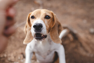 Beagle dog howling outdoors in natural environment