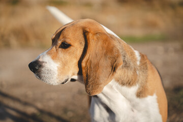 Beagle dog outdoors in natural environment