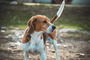 Beagle dog outdoors in natural environment