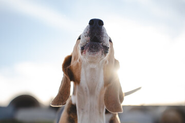 Beagle dog howling outdoors