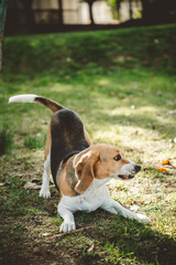 Beagle dog running freely through natural landscape