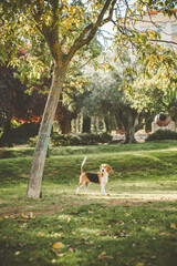 Beagle dog outdoors in natural environment