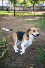 Beagle dog running freely through natural landscape