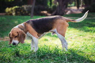 Beagle dog outdoors in natural environment