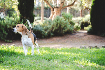 Beagle dog outdoors in natural environment