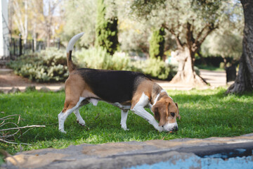 Beagle dog outdoors in natural environment