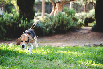 Beagle dog outdoors in natural environment
