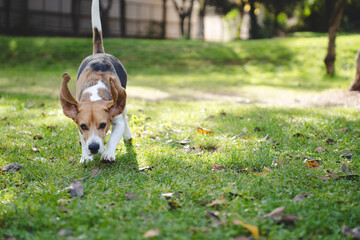 Beagle dog running freely through natural landscape