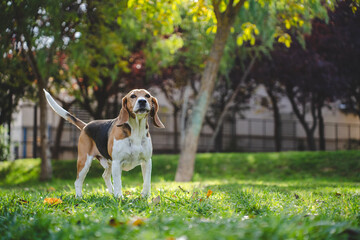 Beagle dog howling outdoors