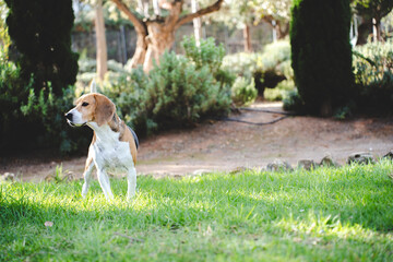 Beagle dog outdoors in natural environment
