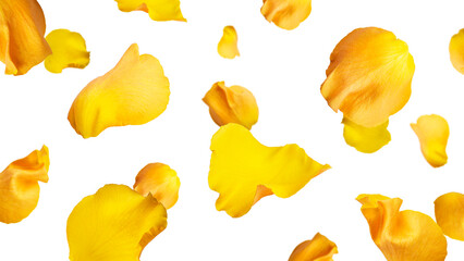 Naklejka premium Yellow rose petals isolated on a white background. Flying petals. High quality photo