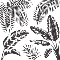 Obraz premium Dark gray tropical palm and banana leaves foliage