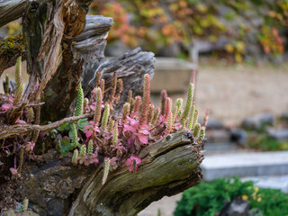 Close-up photo of Orostachys chongsunensis turning red in autumn
