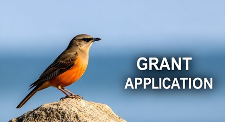 Rufous Scrub Robin perched atop a rock with "Grant Application"