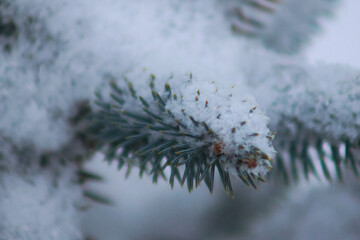 pine branches covered with snow