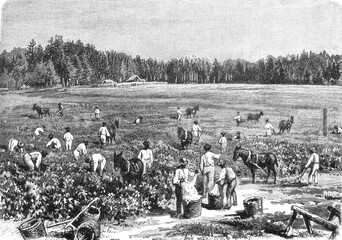 Cotton harvesting in South Carolina showing workers picking white cotton bolls in the fields with baskets and bags, representing the agricultural labor system, old vintage illustration, 1899 © Timofeeff