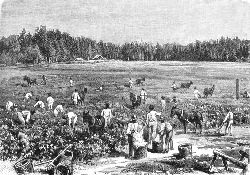Cotton harvesting in South Carolina showing workers picking white cotton bolls in the fields with baskets and bags, representing the agricultural labor system, old vintage illustration, 1899
