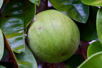 Green raw Star apple growing on tree